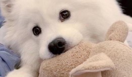 狗狗最新爆料文案,宠物界的最新爆料大公开！